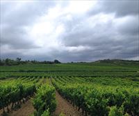 Viñedos de Álava piden ya permiso para vender en España vino Rioja con su propia denominación 