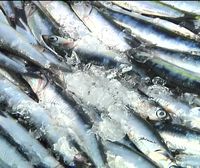 La sostenibilidad de la anchoa está garantizada en el golfo de Bizkaia