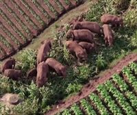 Txinako elefante nomada famatuak etxera itzuli dira 500 kilometroko bidaia egin ondoren