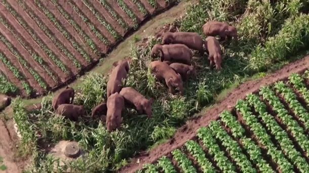 Elefanteek nekazarien uzta hondatzen dute Mozambiken.