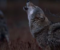 Prohibido matar lobos ibéricos en todo el Estado español