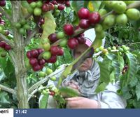 La pandemia y el clima en Sudamérica provocan una subida global del precio del café