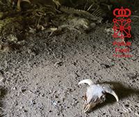 Nafarroako Pirinioetako abere ustiategi bateko arduraduna ikerketapean, 36 animalia hiltzen uzteagatik