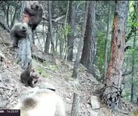 Un hombre de 70 años mata a tiros a un oso en el Pirineo, lo que ha reavivado el debate sobre su presencia