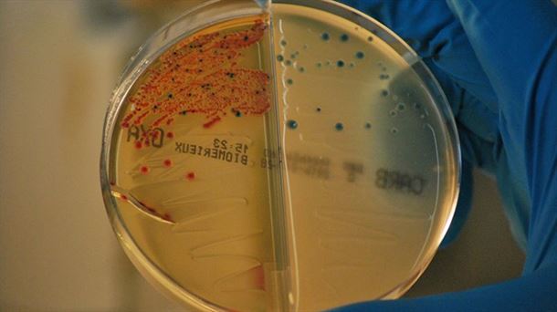 Resistencias antimicrobianas: un problema de salud global. Mitos de la alimentación: del azúcar al gluten