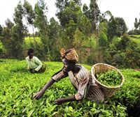 Kenya lucha por cultivos más sostenibles