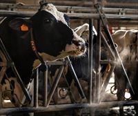 Euskadi y Navarra modernizarán y harán sostenibles juntas las explotaciones ganaderas lácteas