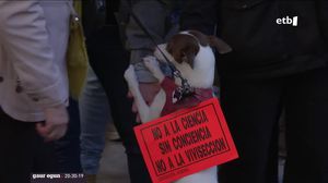 Protestan en Barcelona contra un experimento que implica sacrificar a 38 perros de la raza beagle