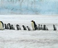 Pilar Marcos: El cambio climático está generando una gentrificación de pingüinos 