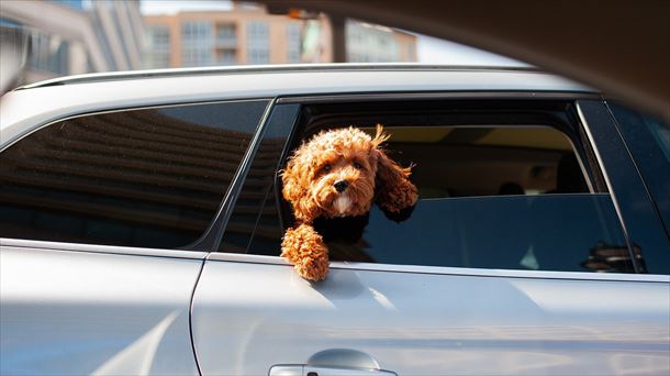 Un perro dentro de un coche. Foto: Pixabay.