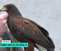 Conocemos a Jimena, águila adiestrada en Peralta