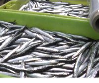 Regresa la anchoa a las pescaderías vascas