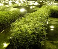 Desmantelada una plantación de marihuana con 1.000 plantas en Trapagaran