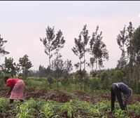 La agricultura sostenible: herramienta clave en Kenia frente a las grandes multinacionales