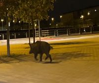 Paseo nocturno de un jabalí por las calles de Pamplona