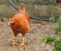 Brasil decreta estado de emergencia zoosanitaria después de registrar cinco casos de gripe aviar