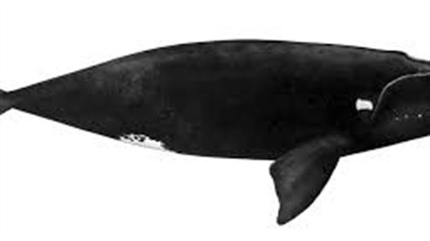 Garcia-Herranz, itsas zoologoa: "Gaur egun euskal balea ikusteko Kanada edo Floridara joan beharko genuke"