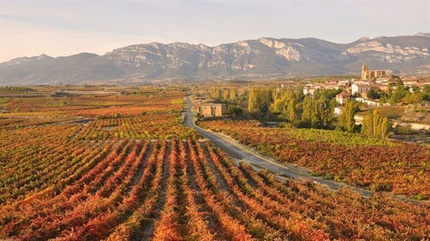 Vñedo de Rioja Alavesa. Imagen de archivo: EiTB Media