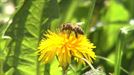 Las abejas se mudan por exceso de calor