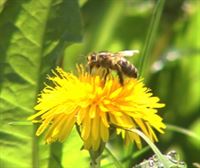 “Gran parte de las especies de abejas están en riesgo