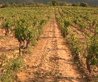 El cambio climático afecta a la salud de los viñedos y, por consiguiente, a la calidad de los vinos