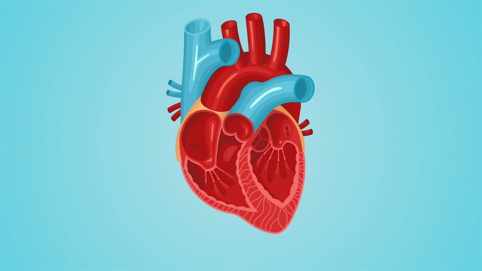Vídeo: Ciencia animada: El corazón, una bomba de oxígeno
