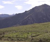 El descenso del pastoreo y las quemas prescritas afectan a los pastos de montaña del Valle de Aezkoa