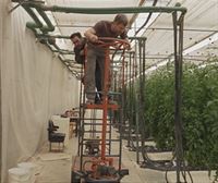 60.000 kilo tomate pasatzen dira Asierren eskuetatik urtero