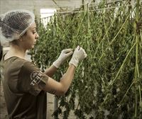 El Congreso avala el uso medicinal del cannabis