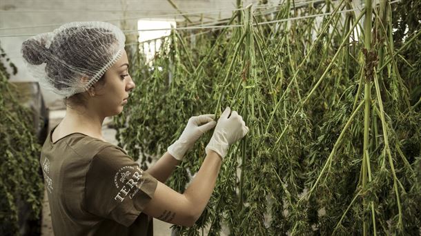 El Congreso avala legalizar el uso del cannabis con fines terapéuticos. Foto: Terre di Cannabis