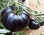 El tomate de la variedad negra se hace hueco en nuestras huertas