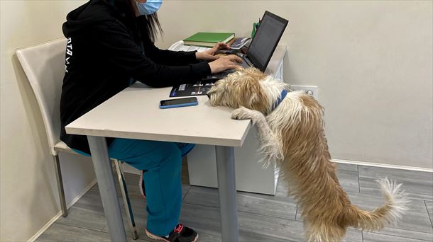 Un perro en la consulta de una veterinaria. Foto: EFE