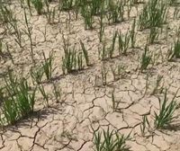 Varias regiones italianas declaran el estado de emergencia por la sequía