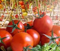 Aplazada la puesta en marcha del macroinvernadero de tomates hidropónicos de Tuesta