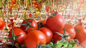 Aplazada la puesta en marcha del macroinvernadero de tomates hidropónicos de Tuesta