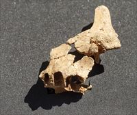 Hallan en Atapuerca un fósil humano que podría formar parte de la cara del primer europeo