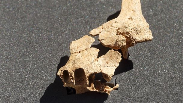 Detalle del fósil descubierto en Atapuerca. Foto: EFE.