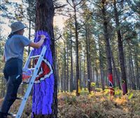 Reanudan los trabajos para reubicar el Bosque de Oma, que se abrirá por completo en octubre