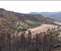 Los últimos incendios vuelven a mostrarlo: los terrenos en los que pasta el ganado funcionan como cortafuegos