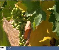 La falta de agua y el calor extremo paralizan el desarrollo de los viñedos que permanecen verdes