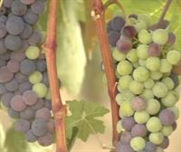 Debido a la rápida maduración de la uva por el calor, prevén adelantar la vendimia