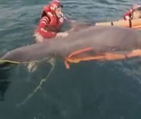 Logran devolver al mar a un delfín varado en la playa de Santiago de Zumaia