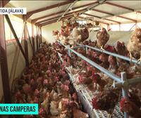 ¿Conoces el funcionamiento de una granja de gallinas camperas?