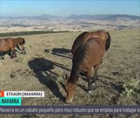 La jaca navarra, un caballo autóctono de la Comunidad Foral