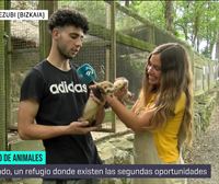 Basondo, un refugio para animales salvajes en Kortezubi