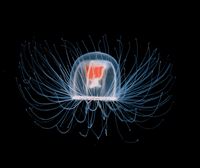 Las claves del rejuvenecimiento en la medusa inmortal