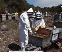 Este verano seco ha dificultado la alimentación de las abejas, y los productores de miel también lo notarán