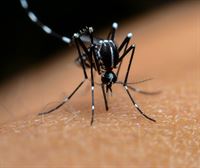Identifican en Bizkaia mosquitos tigre resistentes a los insecticidas