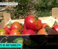 El tomate de Aretxabaleta, el mejor del Estado: la clave es recogerlo muy maduro para que esté más dulce