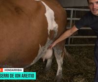 La vaca Mirari, a punto de parir: el baserritarra Ion Areitio nos explica cómo saber cuándo podría hacerlo